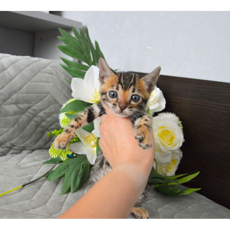 Bengal EZ Pinkie