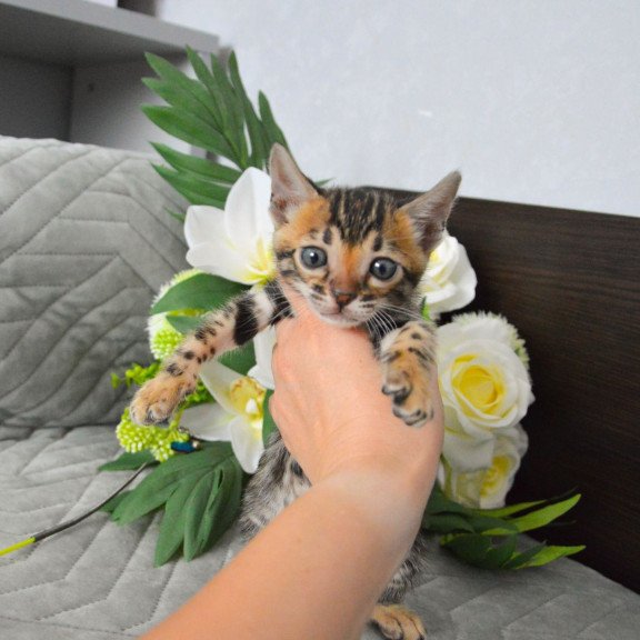 Bengal EZ Pinkie