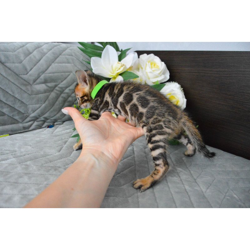 Bengal EZ Pixel