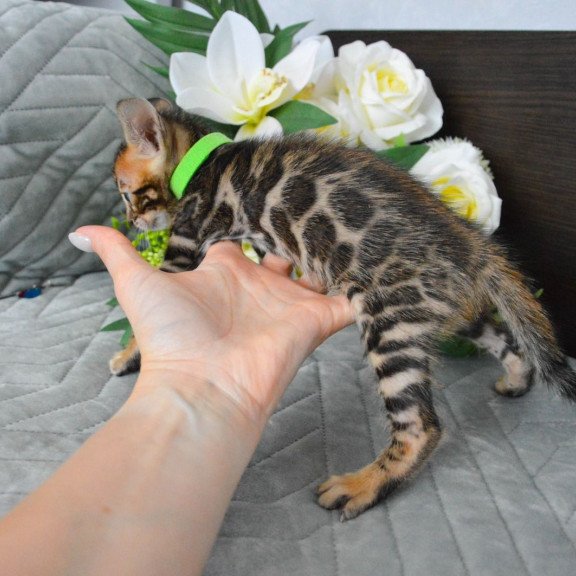 Bengal EZ Pixel