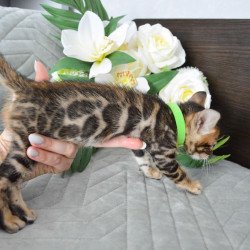 Bengal EZ Pixel