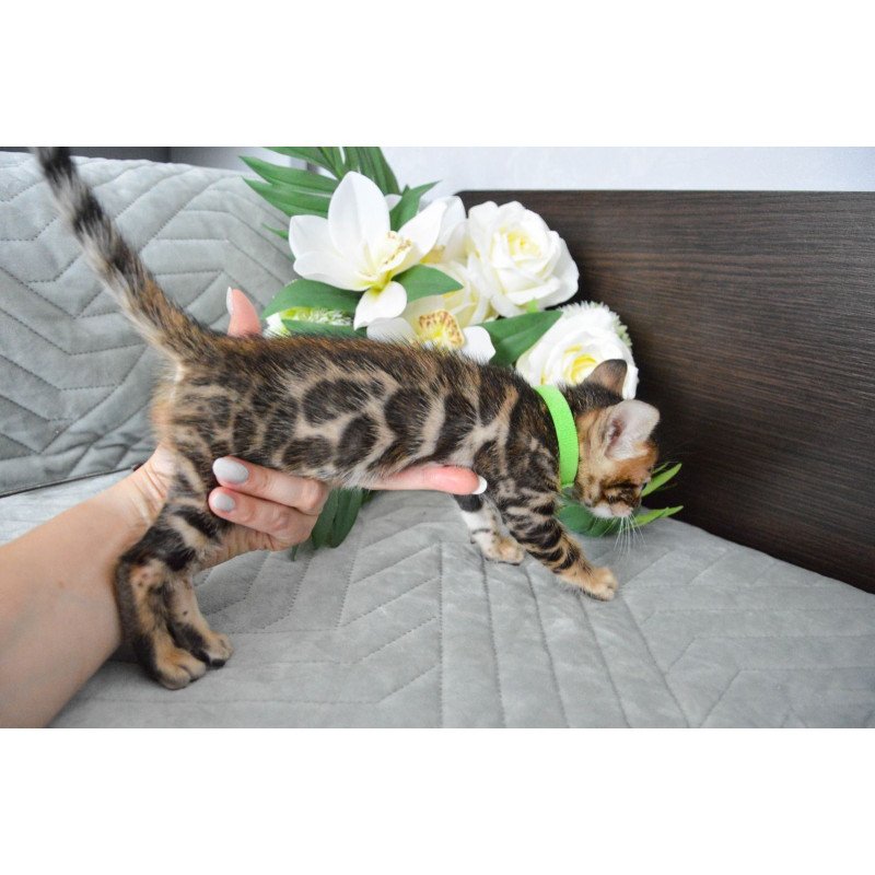 Bengal EZ Pixel
