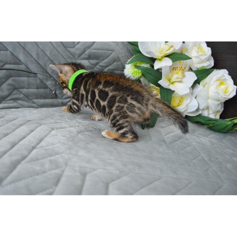 Bengal EZ Pixel