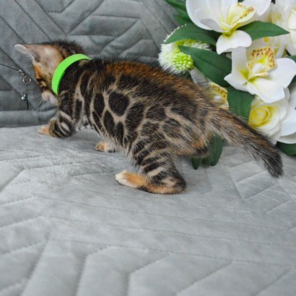 Bengal EZ Pixel