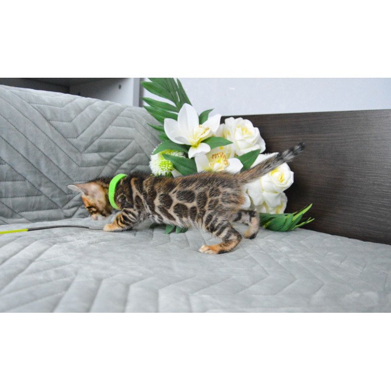 Bengal EZ Pixel