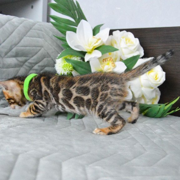 Bengal EZ Pixel