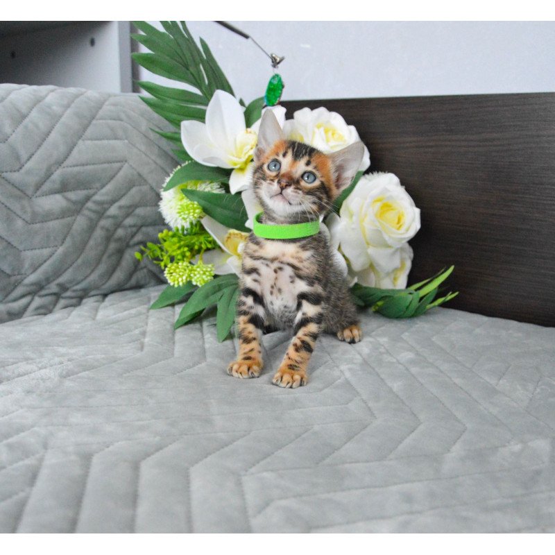 Bengal EZ Pixel