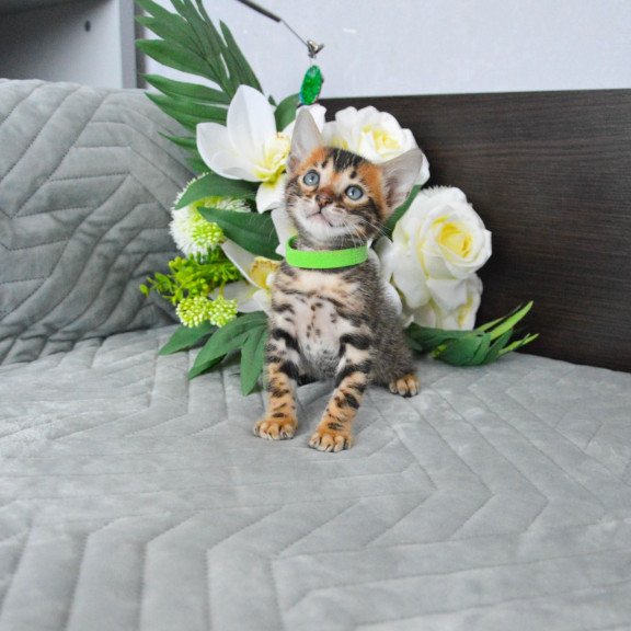 Bengal EZ Pixel