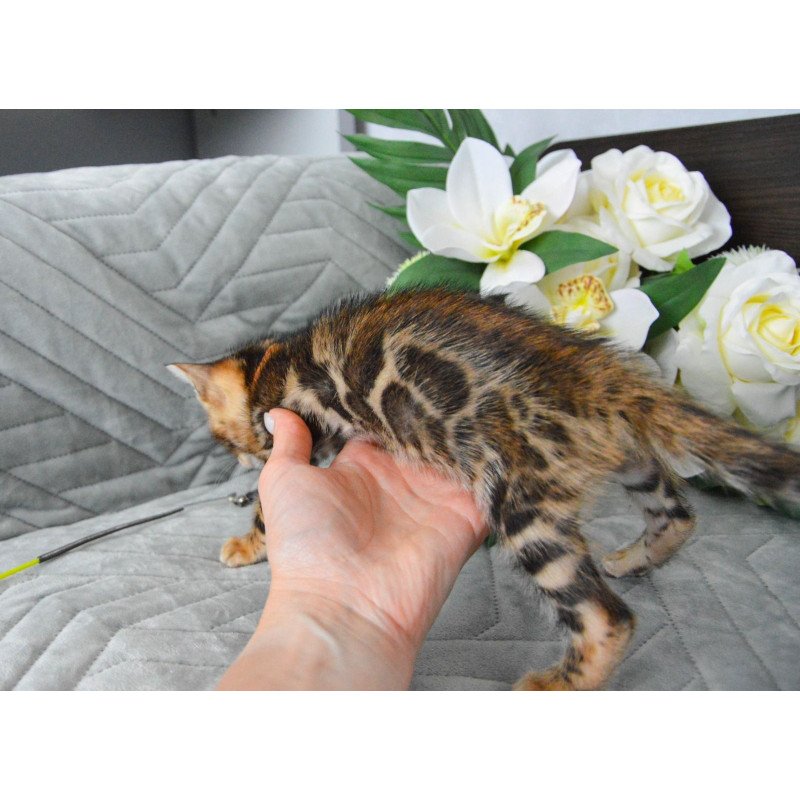 Bengal EZ Persey
