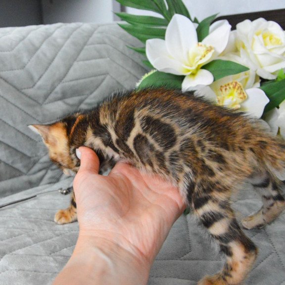 Bengal EZ Persey