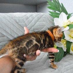 Bengal EZ Persey