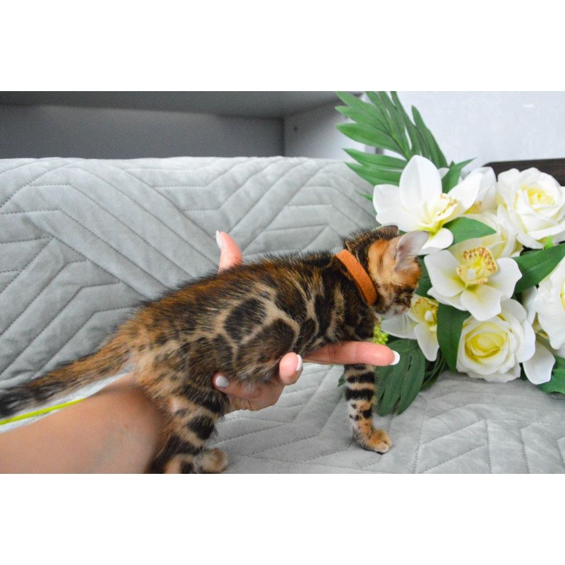 Bengal EZ Persey