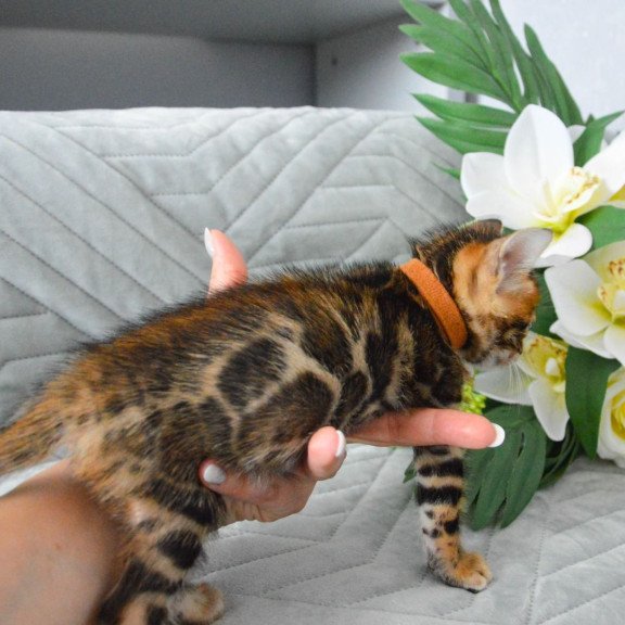 Bengal EZ Persey