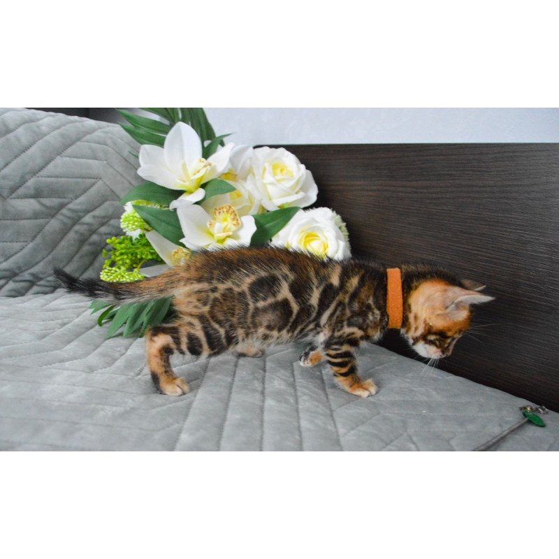Bengal EZ Persey