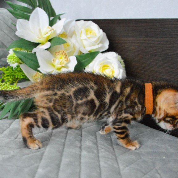 Bengal EZ Persey