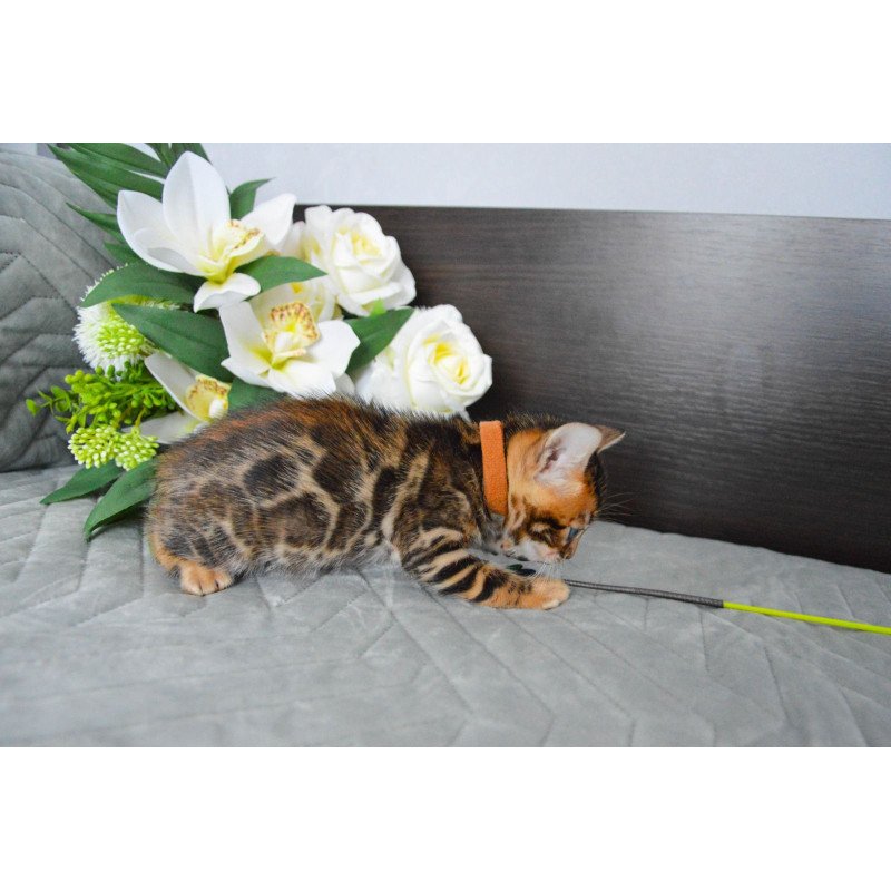 Bengal EZ Persey