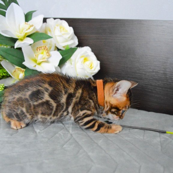 Bengal EZ Persey