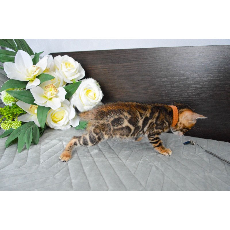 Bengal EZ Persey