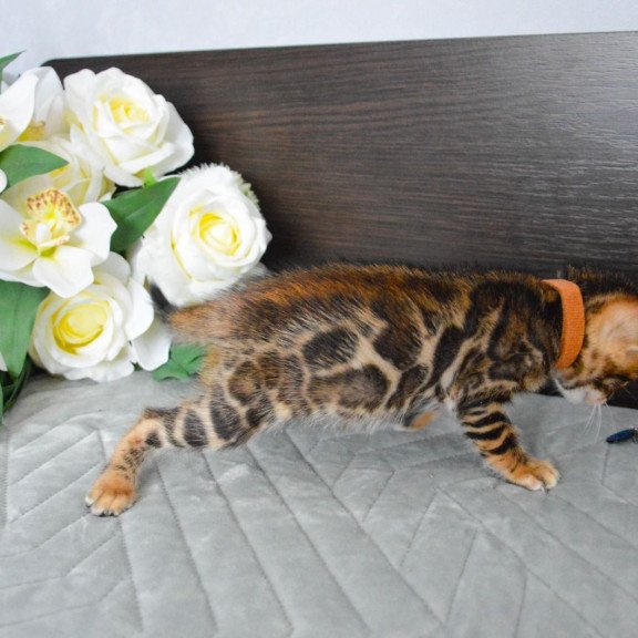 Bengal EZ Persey