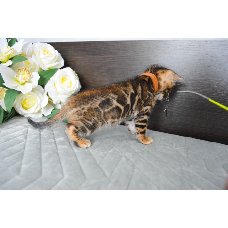 Bengal EZ Persey