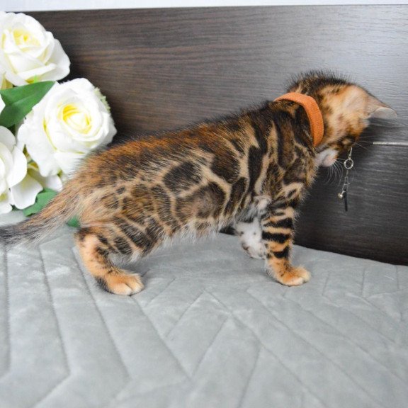 Bengal EZ Persey
