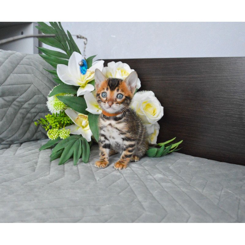 Bengal EZ Persey
