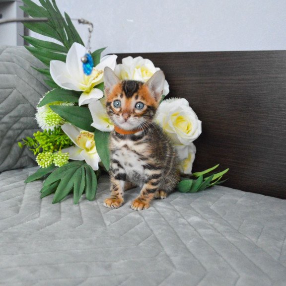 Bengal EZ Persey