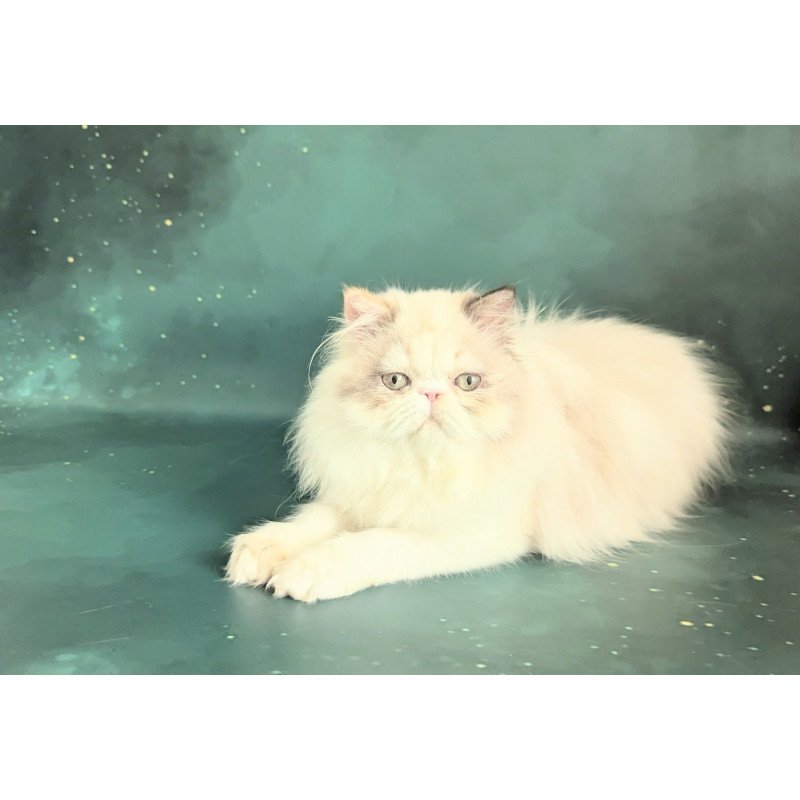Persian EZ Nelli-Milk