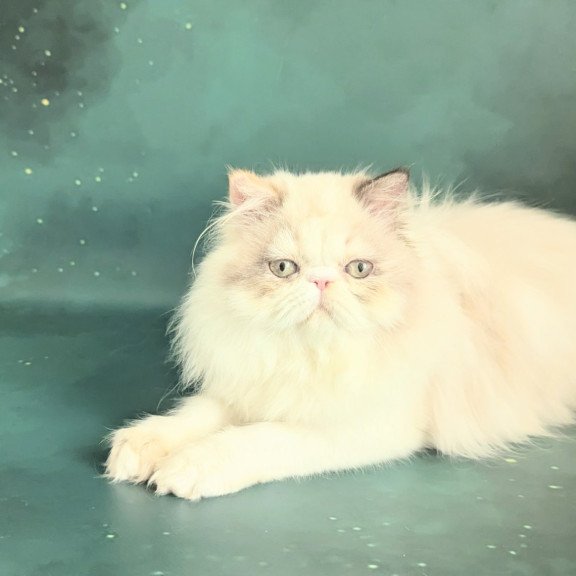Persian EZ Nelli-Milk