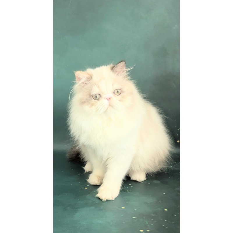 Persian EZ Nelli-Milk