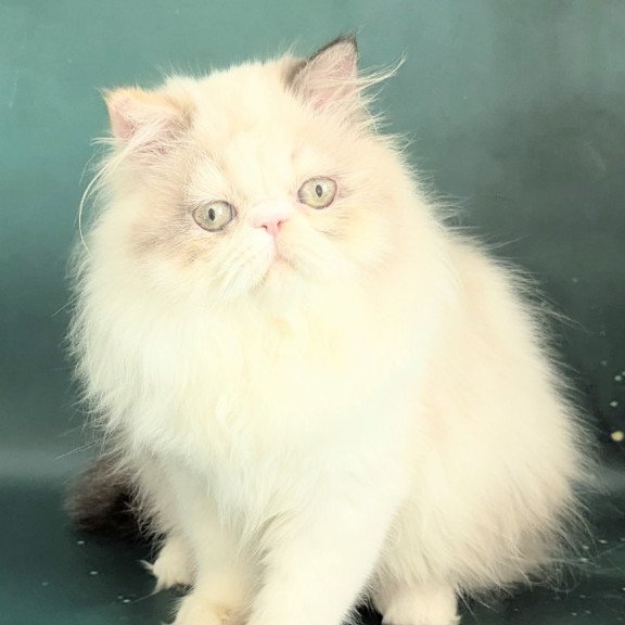 Persian EZ Nelli-Milk