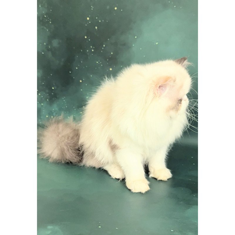 Persian EZ Nelli-Milk
