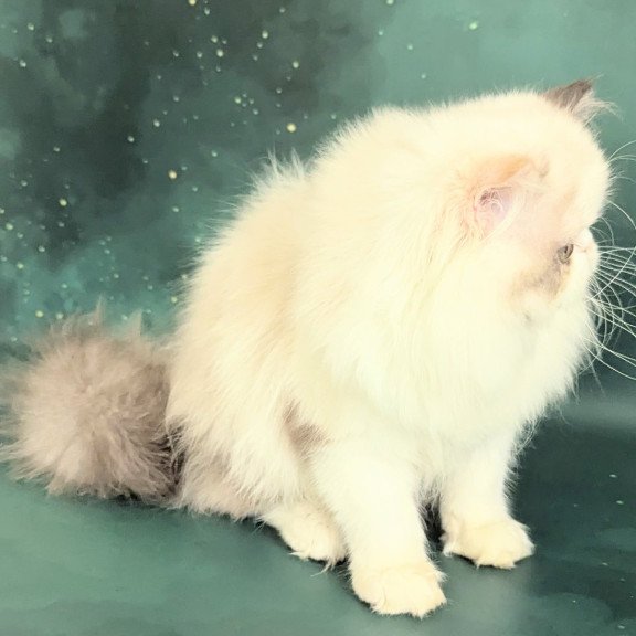 Persian EZ Nelli-Milk