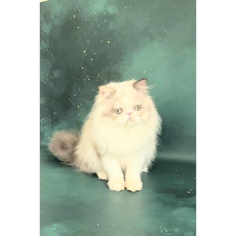 Persian EZ Nelli-Milk