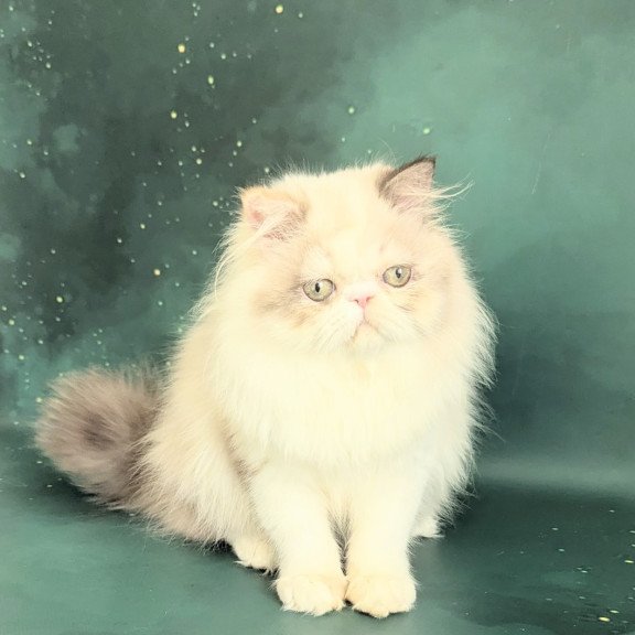 Persian EZ Nelli-Milk