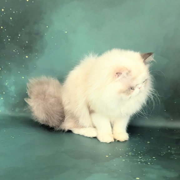 Persian EZ Nelli-Milk