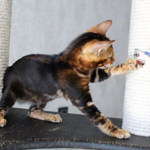 Bengal EZ Emi
