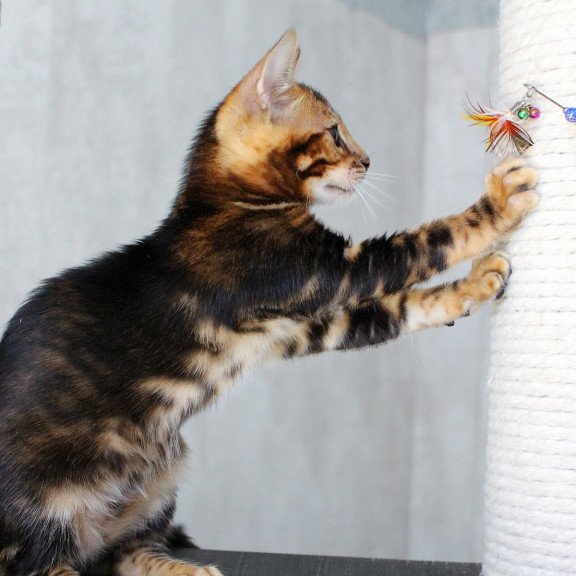 Bengal EZ Emi