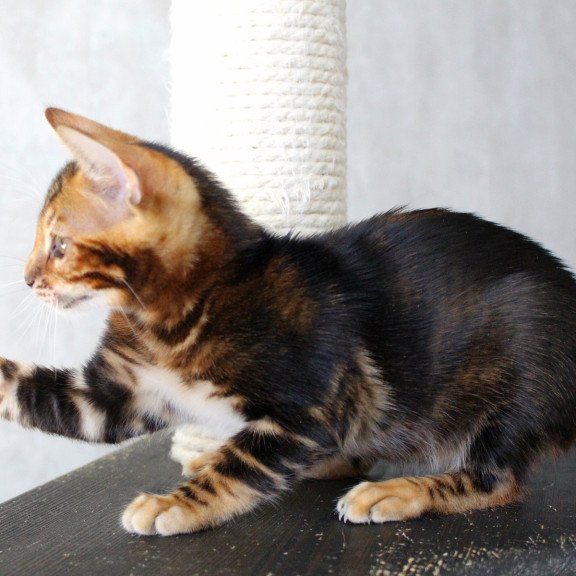 Bengal EZ Emi