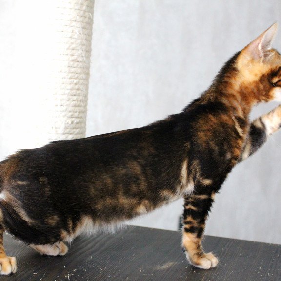 Bengal EZ Emi