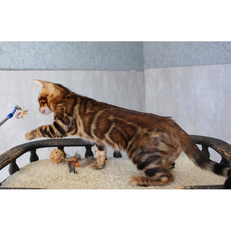 Bengal EZ Elvis