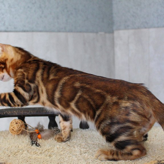 Bengal EZ Elvis