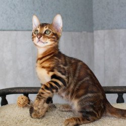 Bengal EZ Elvis