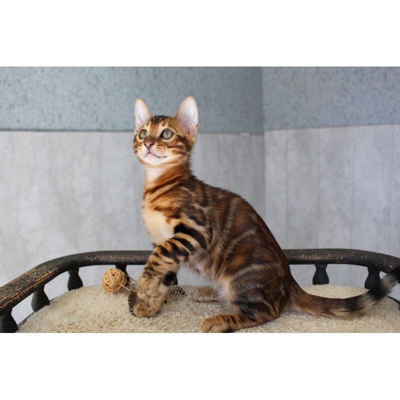 Bengal EZ Elvis