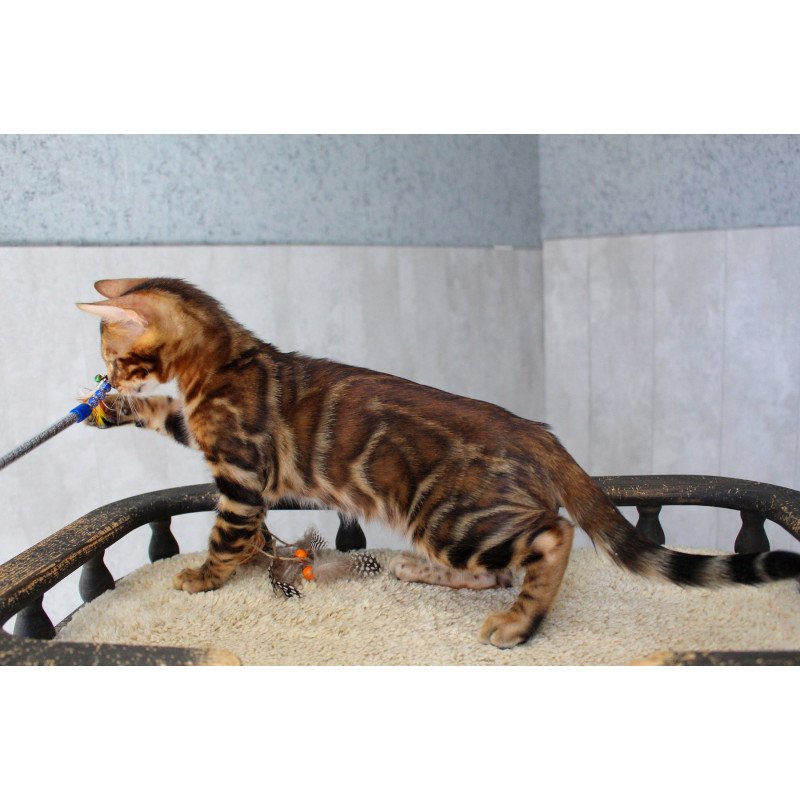 Bengal EZ Elvis