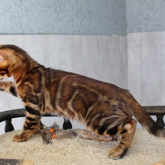 Bengal EZ Elvis