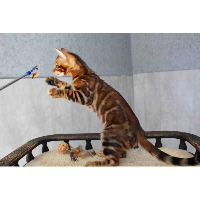 Bengal EZ Elvis
