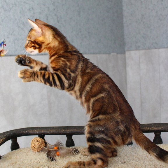 Bengal EZ Elvis