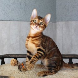 Bengal EZ Elvis