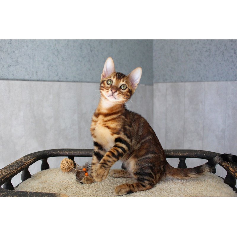 Bengal EZ Elvis